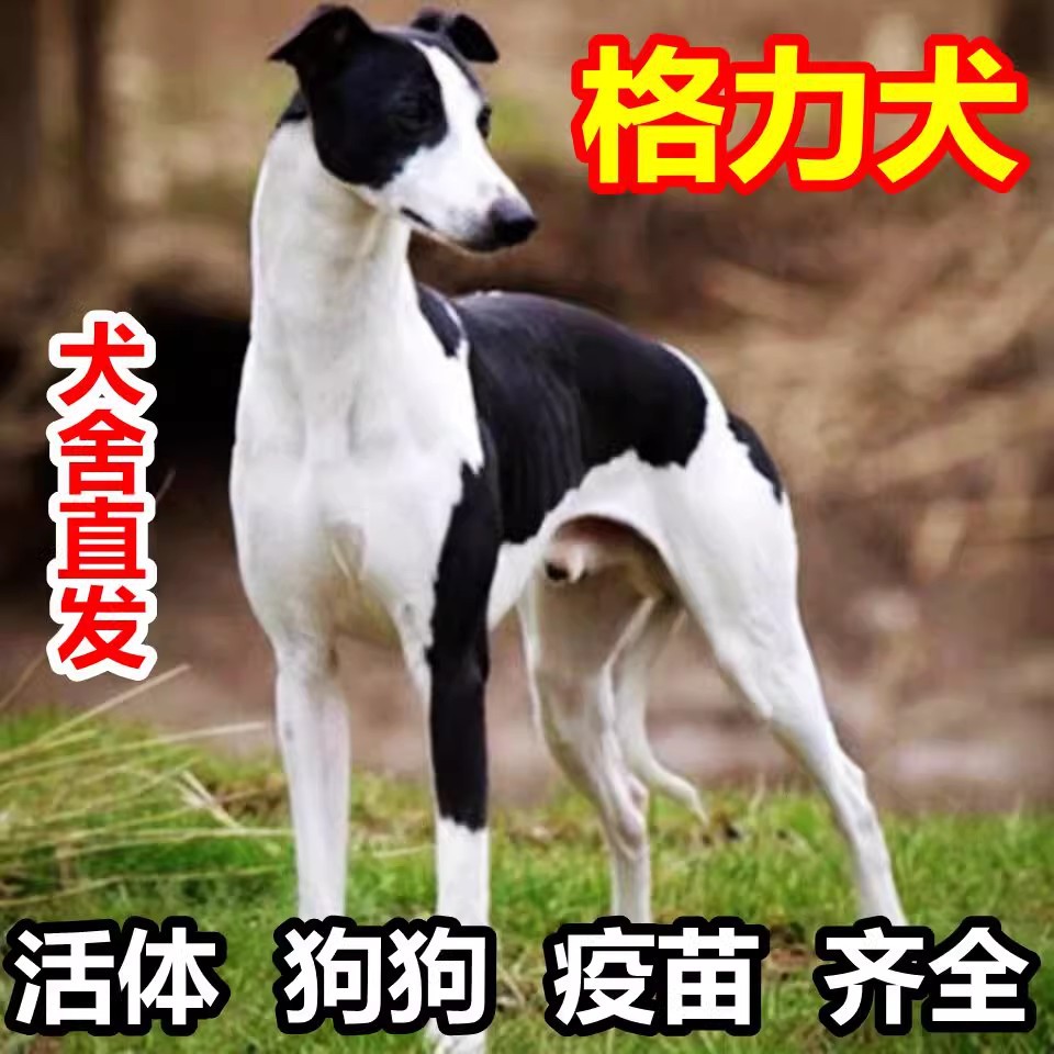 格力犬猎兔犬幼犬纯种活体惠比特成年猎狗山东细犬灵缇犬黑白全活