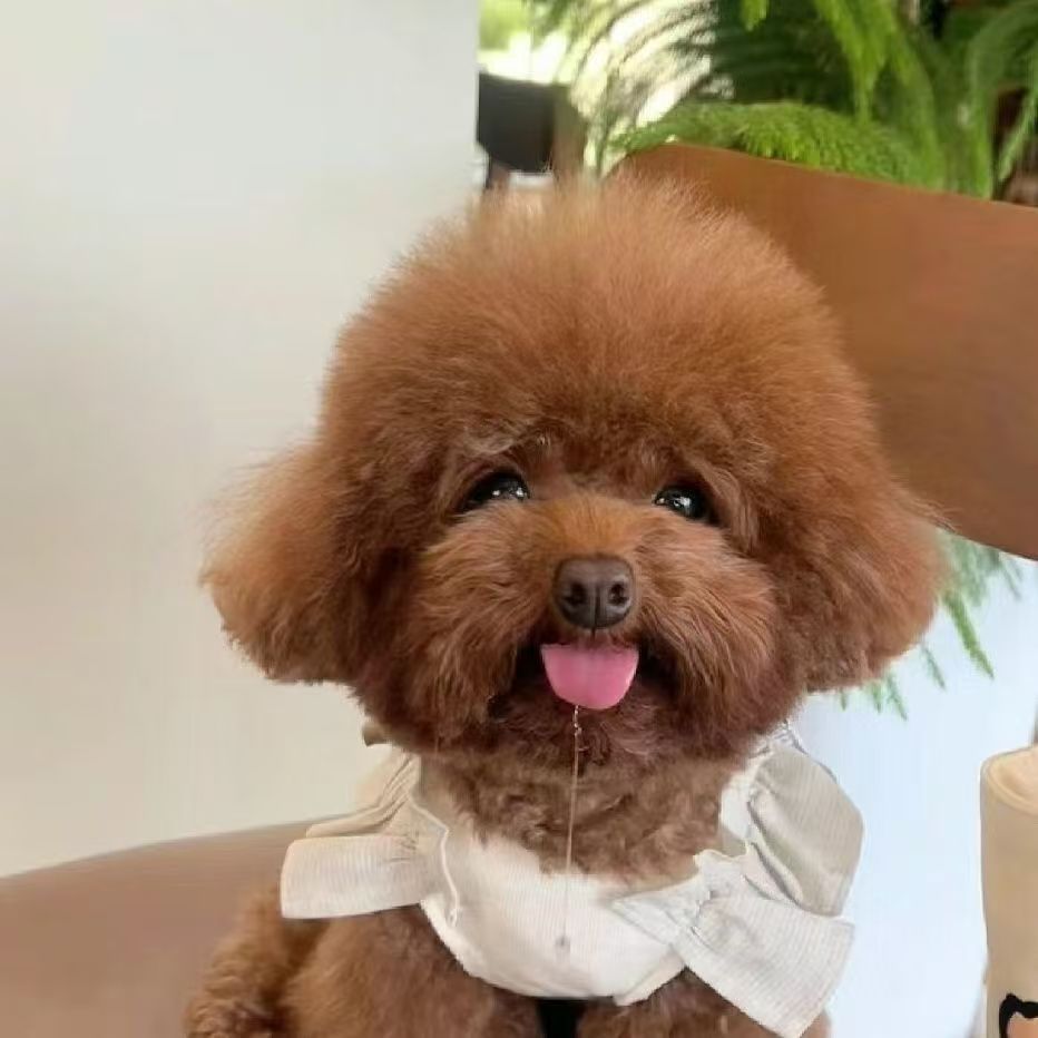 纯种长不大迷你泰迪幼犬宠物泰迪幼犬活体批发小体泰迪茶杯犬活物