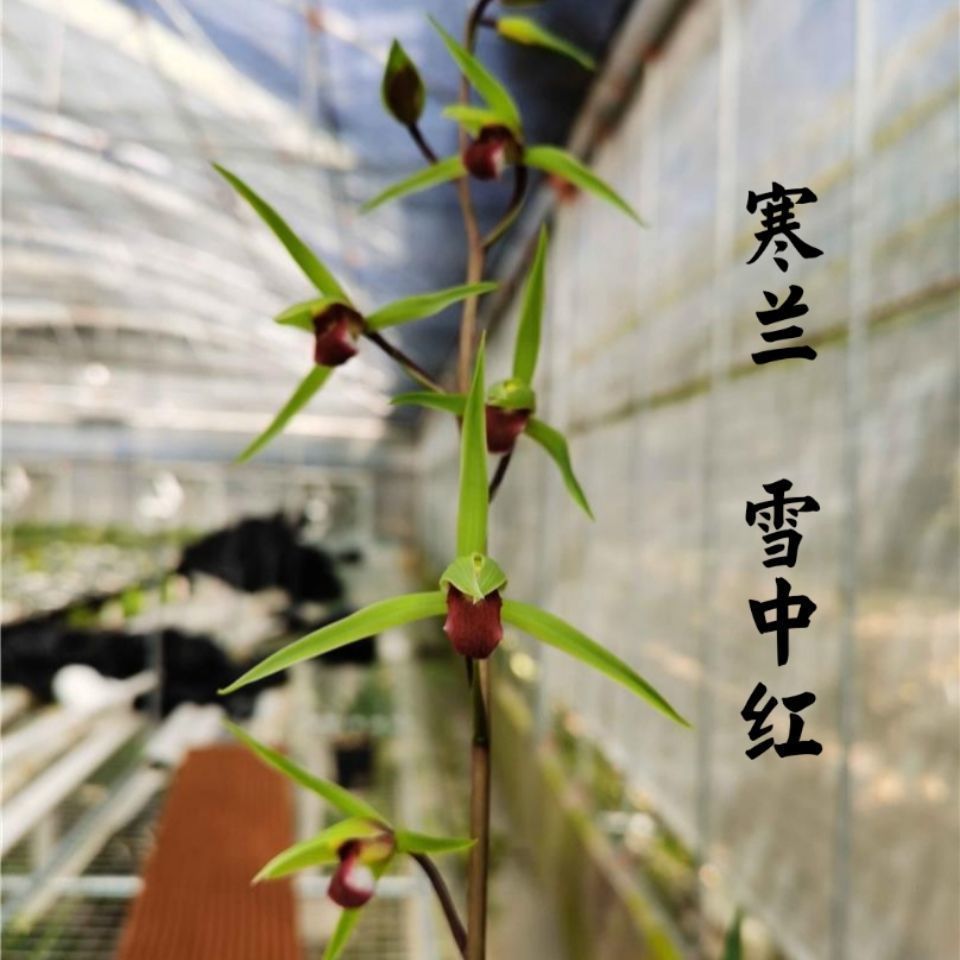 名品细叶寒兰绿叶红舌【雪中红】浓香型兰花苗室内外花卉绿植盆栽