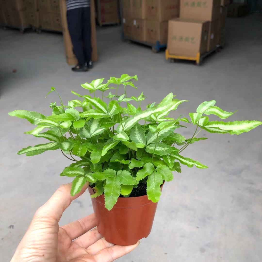 【基地直供】90#阿波银线蕨 墙体绿化微景观搭配盆景花卉植物