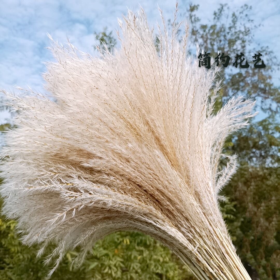 野生天然小芦苇批发拂尘芦苇 干花花束婚庆装饰粉色芦苇干花 芦苇