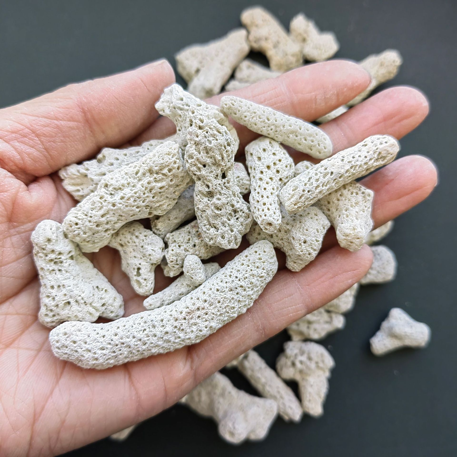 批发过滤用 珊瑚砂 鱼缸底砂海鲜养殖用 珊瑚石 珊瑚骨 量大价优