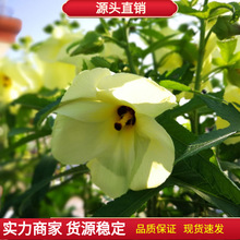 金花葵种子菜芙蓉无限开花观赏观光农业花卉产业野芙蓉黄蜀葵种籽