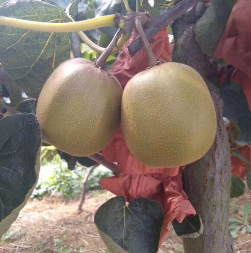 四川广元苍溪红心猕猴桃 奇异果新鲜包邮5斤10大果特大果礼盒弥泥