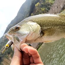 暗涌微物百变平板自动之字狗水面系军鱼浮水铅笔路亚饵鲈鱼红眼饵