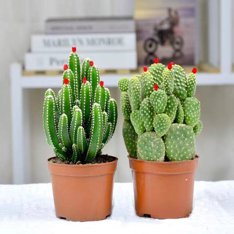 包邮山多肉植物仙人掌盆栽客厅绿植花卉室内办公室桌面好养吸甲醛