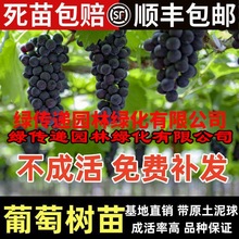 葡萄树苖阳光玫瑰蓝宝石盆栽晴王爬藤南方北方种植巨峰无核葡萄苗