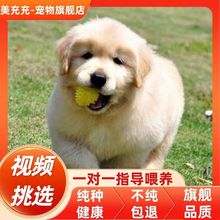 纯种金毛幼犬活体大骨架导盲犬双血统金毛狗赛级拉布拉多宠物狗狗