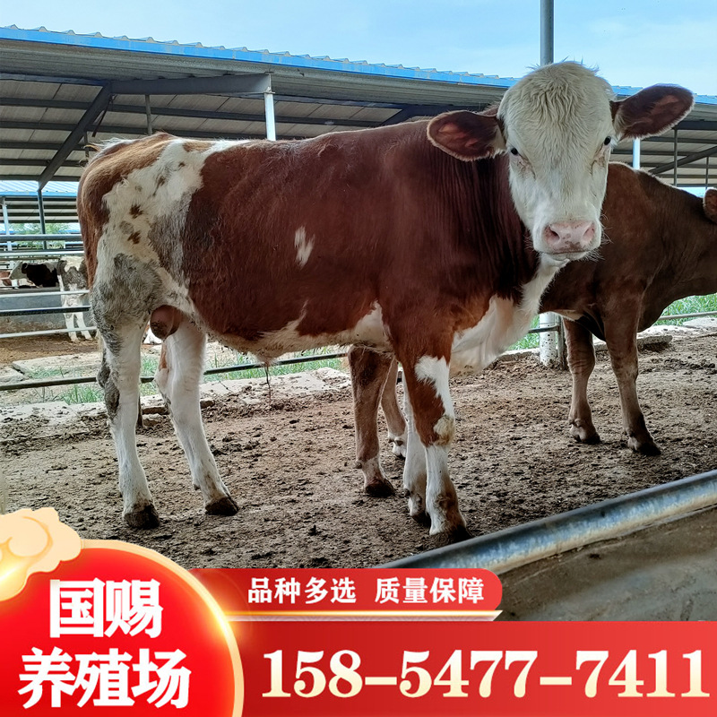 改良西门塔尔肉牛小牛犊活体肉牛犊价格 怀孕母牛养殖场-阿里巴巴