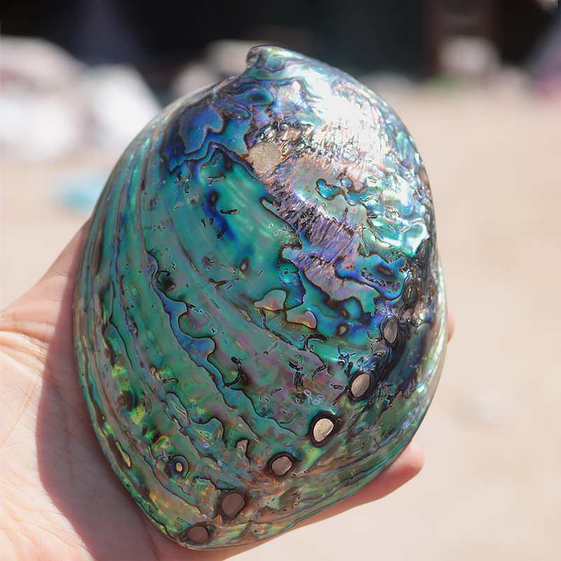 新西兰红色纹鲍鱼贝壳家居饰品海螺壳鱼缸水族创意摆件招财鲍鱼壳