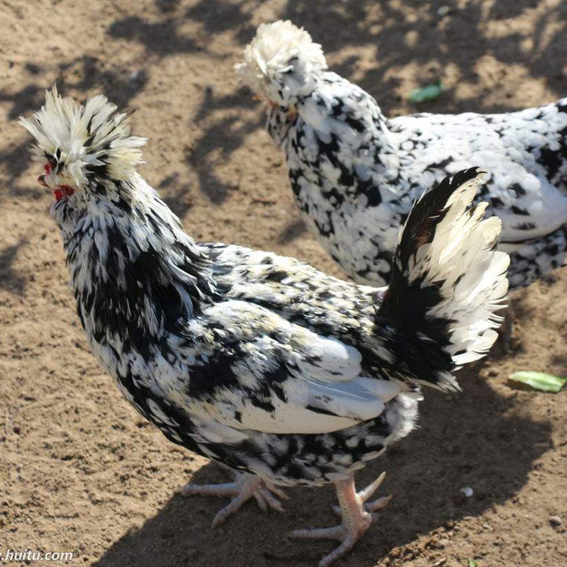 成年贵妃鸡下蛋种鸡现货供应小鸡苗活体出售青年贵妃鸡市场价格