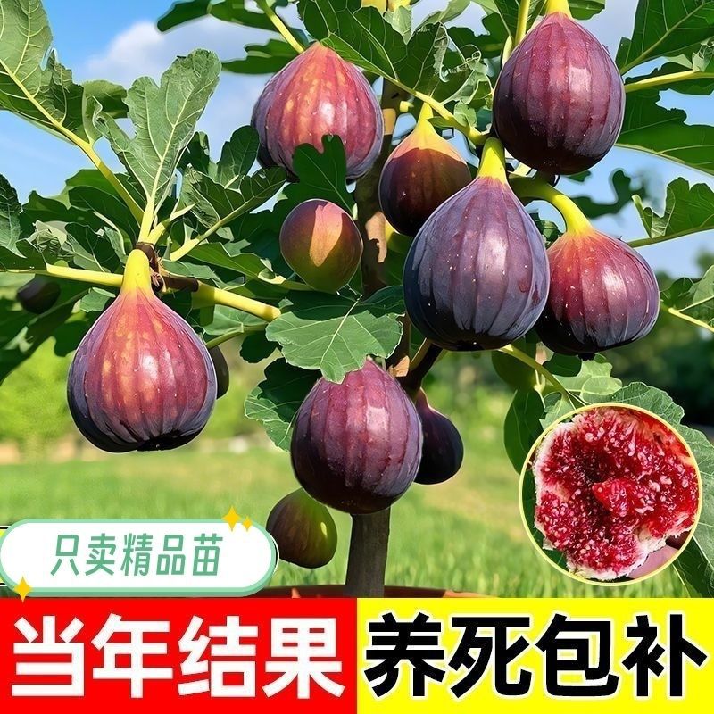 无花果树果苗特大果带果矮化盆栽室内庭院阳台南方北方种植耐寒