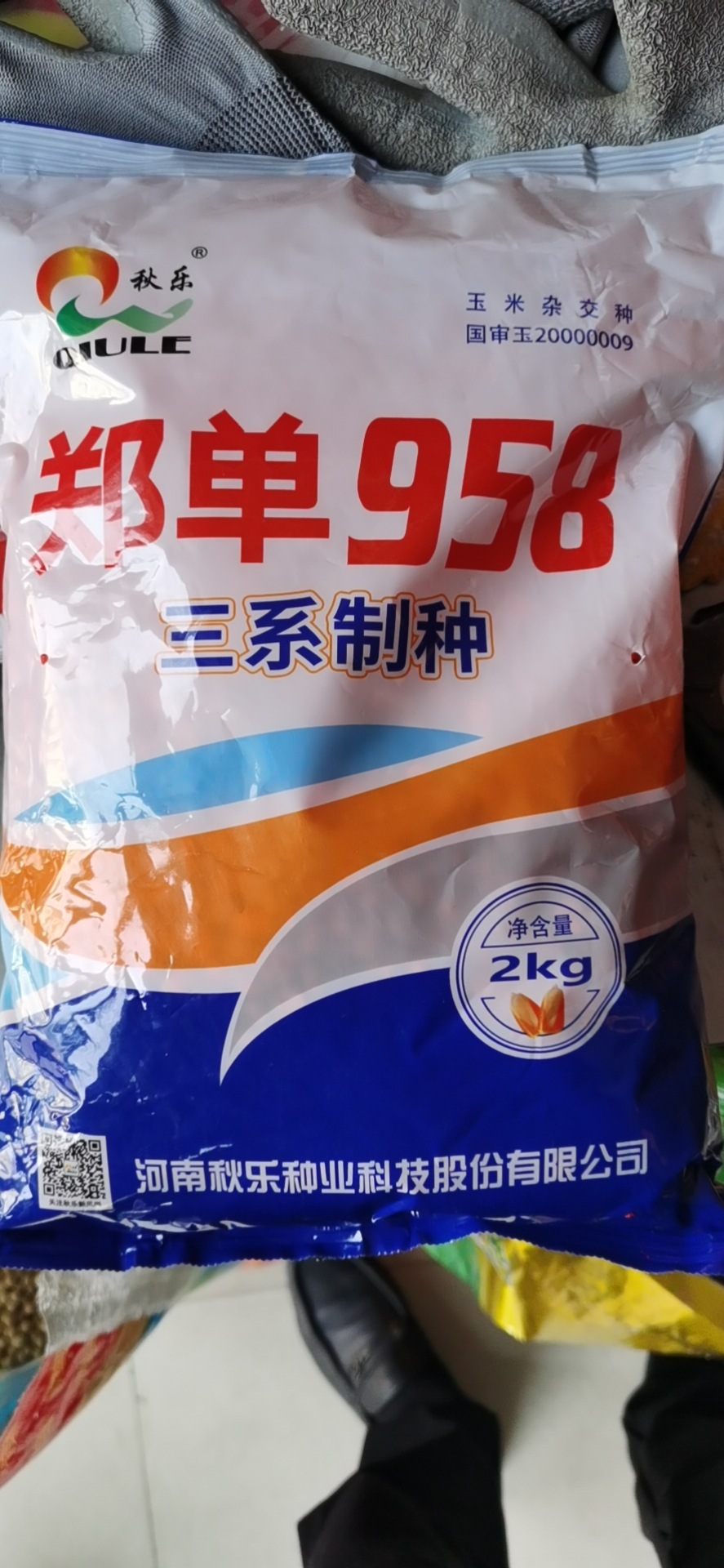 国审高产饲料玉米种子产量高郑单958早熟杂交种籽孑特大南方正品