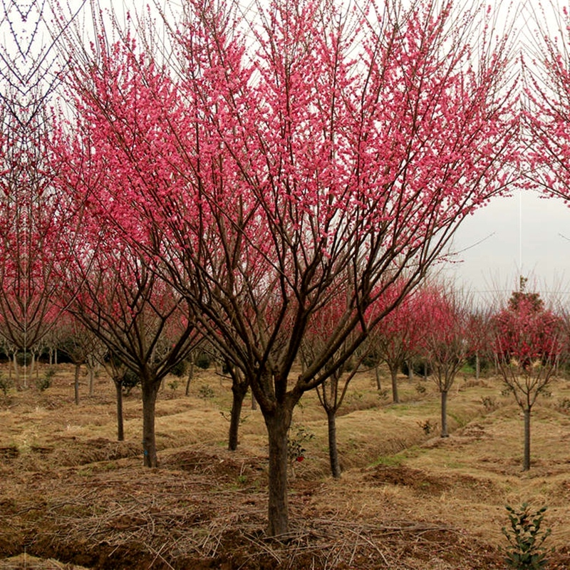 原生红梅树苗南北方庭院地栽精选大型浓香腊梅绿植物绿梅耐寒花卉