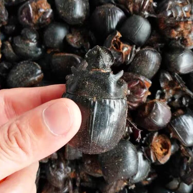 中药材野生大将军 蜣螂虫屎壳螂 水洗货自然晒干250克包邮-阿里巴巴