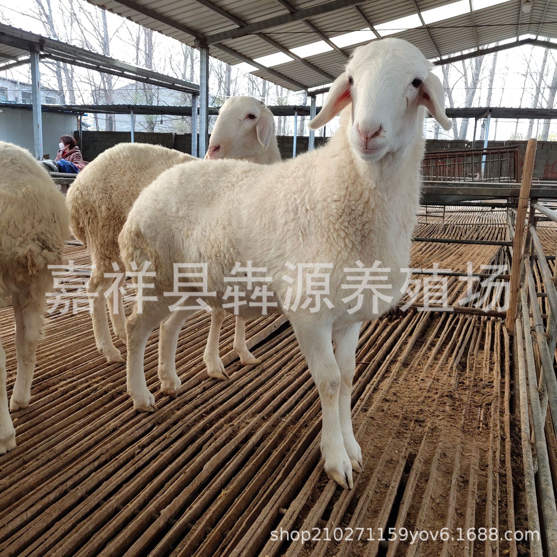 杜泊改良黑头绵羊活体怀孕母羊羊羔种公羊萨福克绵羊免送养殖技术
