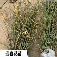 一件代发迎春花苗 迎春花植物 迎春苗 迎春花 连翘花花苗迎春苗庭