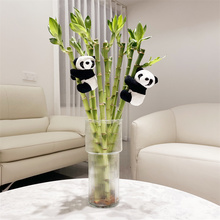 国风熊猫开运直竹水培植物富贵竹转运竹办公室内桌面盆栽水养绿植