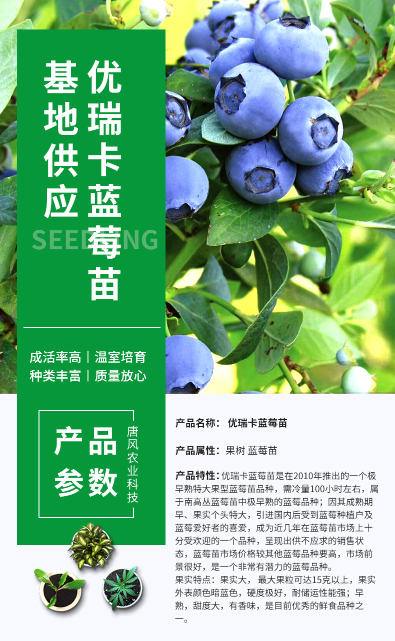 盆栽蓝莓小苗 优瑞卡蓝莓苗 当年挂果蓝莓树苗优瑞卡蓝莓蓝莓树苗