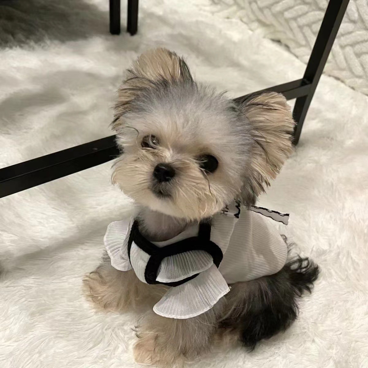 纯种全金约克夏幼犬小型犬宠物狗活体家庭小型犬茶杯犬宠物狗幼崽