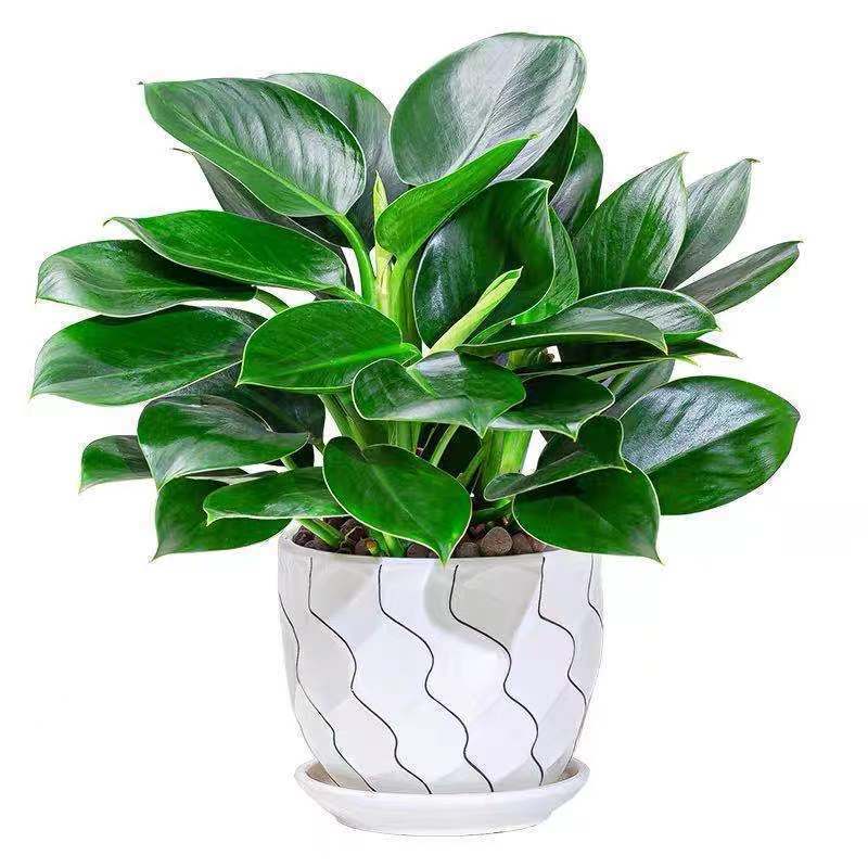 批发大叶金钻四季常青植物室内绿植客厅桌面好养活盆栽包邮厂代发