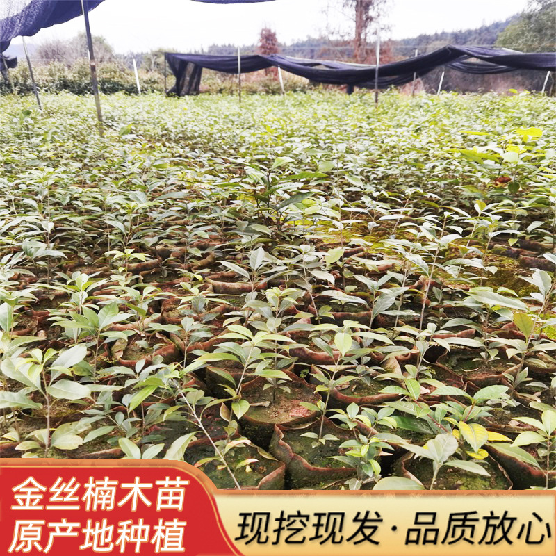 金丝楠木多少钱一吨_金丝楠木多少钱一吨_金丝楠木多少钱一吨