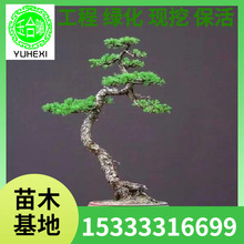 批发华山五针松大阪松宫岛千寿丸五针松黑松造型盆景绿植盆景小苗