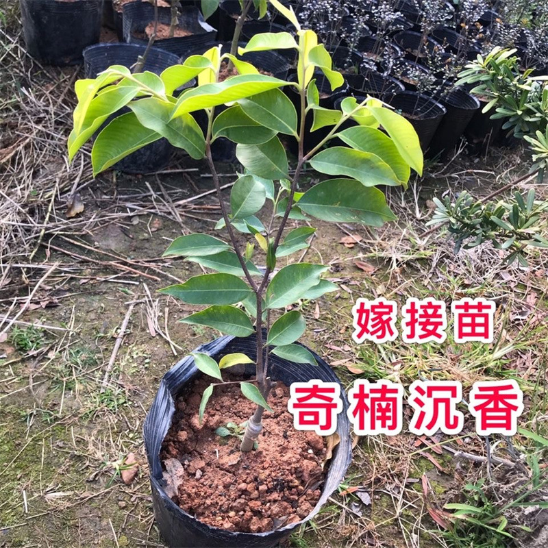 正宗奇楠沉香金丝楠木树苗海南黄花梨小叶紫檀大红酸枝苗带土带叶