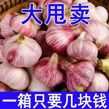 大蒜头批发2022现挖紫皮新蒜湿蒜当季新鲜蔬菜整箱3/10斤厂家批发