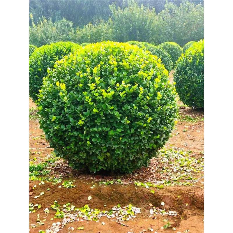 卫矛球树苗卫矛苗庭院别墅四季常青耐寒工程绿化苗冬青篱笆墙植物