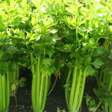 芹菜种子植物西芹小香芹种子本地春季室内花盆栽室外绿植蔬菜种子