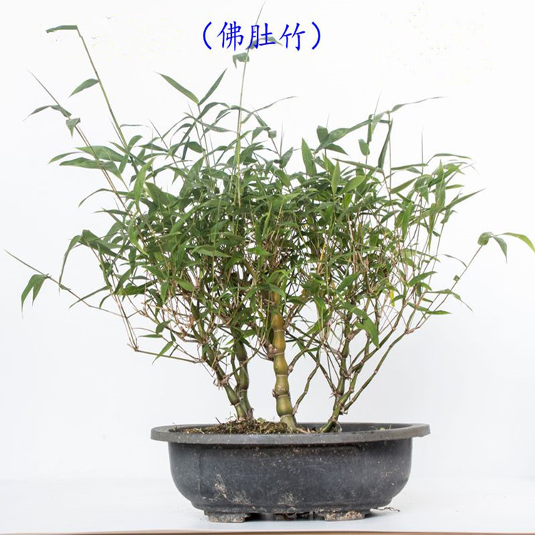 佛肚竹罗汉竹苗竹子佛肚竹盆景花卉 佛肚竹大苗佛肚竹盆栽植物