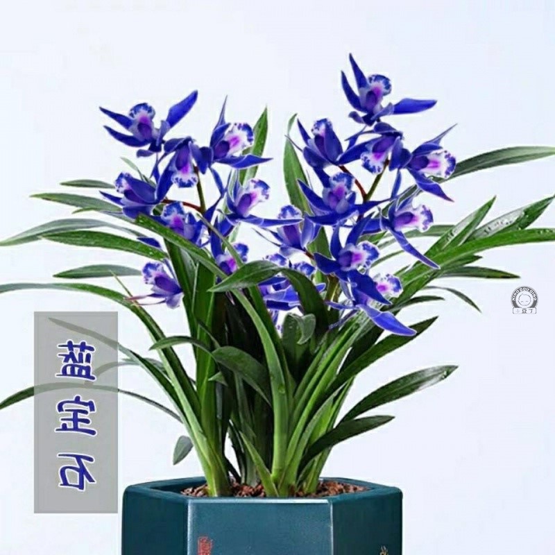 超香 蓝宝石兰花苗盆栽浓香型大花室内四季常青花卉建兰名贵兰草