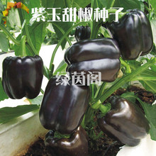 紫玉甜椒种子黑色辣椒五彩甜椒灯笼椒太空椒籽春季四季播蔬菜种孑