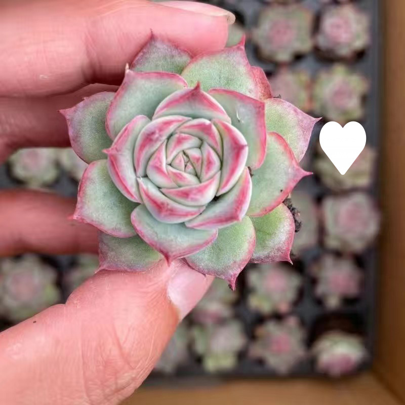 新款多肉植物盆栽组合侧影纯爱红蜻蜓新手好养耐寒办公多肉