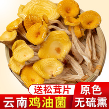 云南鸡油菌干货500g黄丝菌榆黄菇香菇山珍土特产包邮野生黄金菇