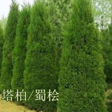 柏树苗松柏塔柏树苗蜀桧侧柏圆柏松树宝塔松龙柏 四季长青耐寒
