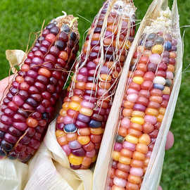 彩色玉米种子20粒琉璃观赏苞米棒子种籽菜园阳台盆栽春播植物种子