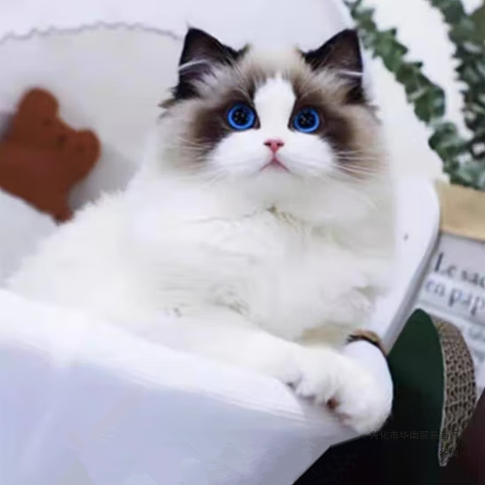 纯种布偶猫幼猫长毛仙女蓝双海双蓝眼睛布偶活体宠物猫咪暹罗