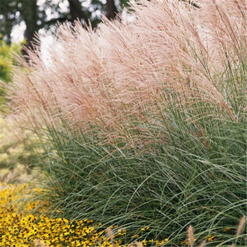 细叶野芒草种子四季易种活的室内阳台绿植盆栽庭院花卉种子