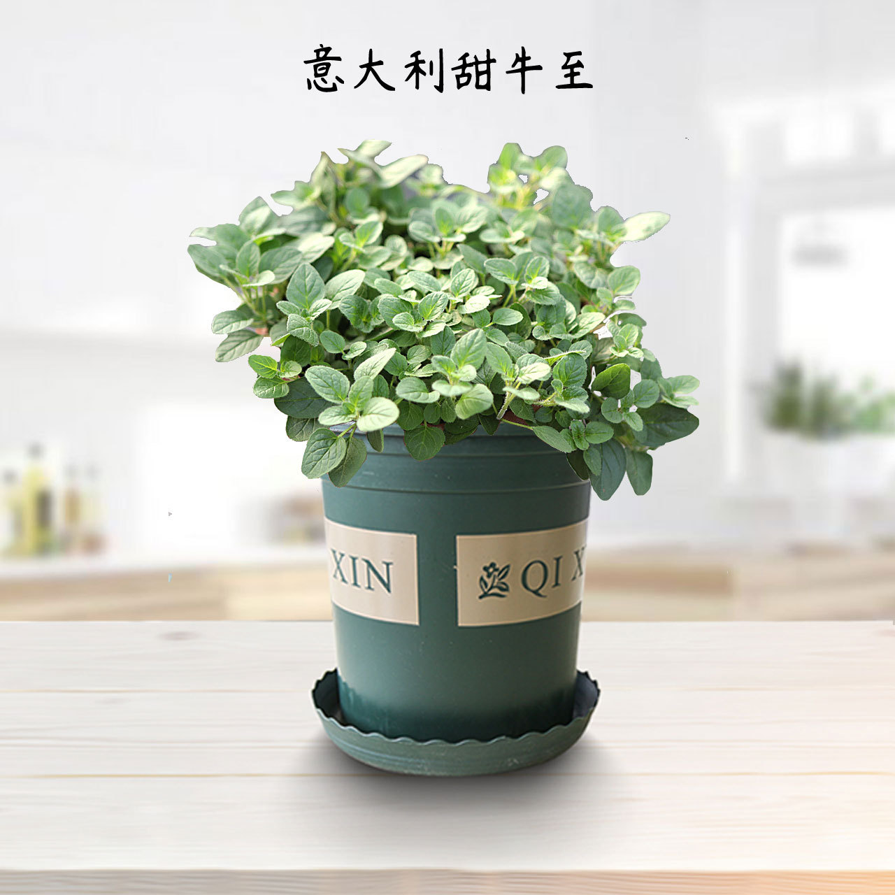 厂家直销迷迭香百里香薄荷罗勒叶九层塔牛至紫苏新鲜可食用西餐香