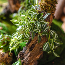 眼眉叶壁挂仿真藤绿植叶室内软装植物景观布置义乌仿真花工艺品厂