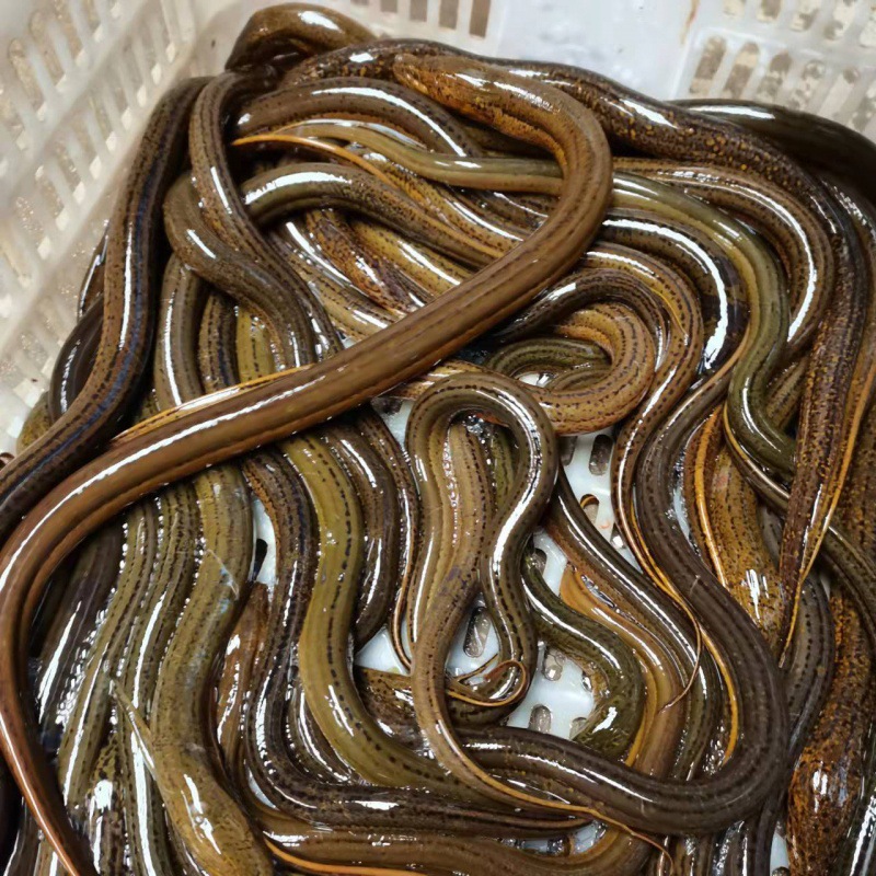 黄鳝鲜活湖北鱼活的鳝鱼鲜美鳝鱼肉去骨批发活的发货跨境厂家批发