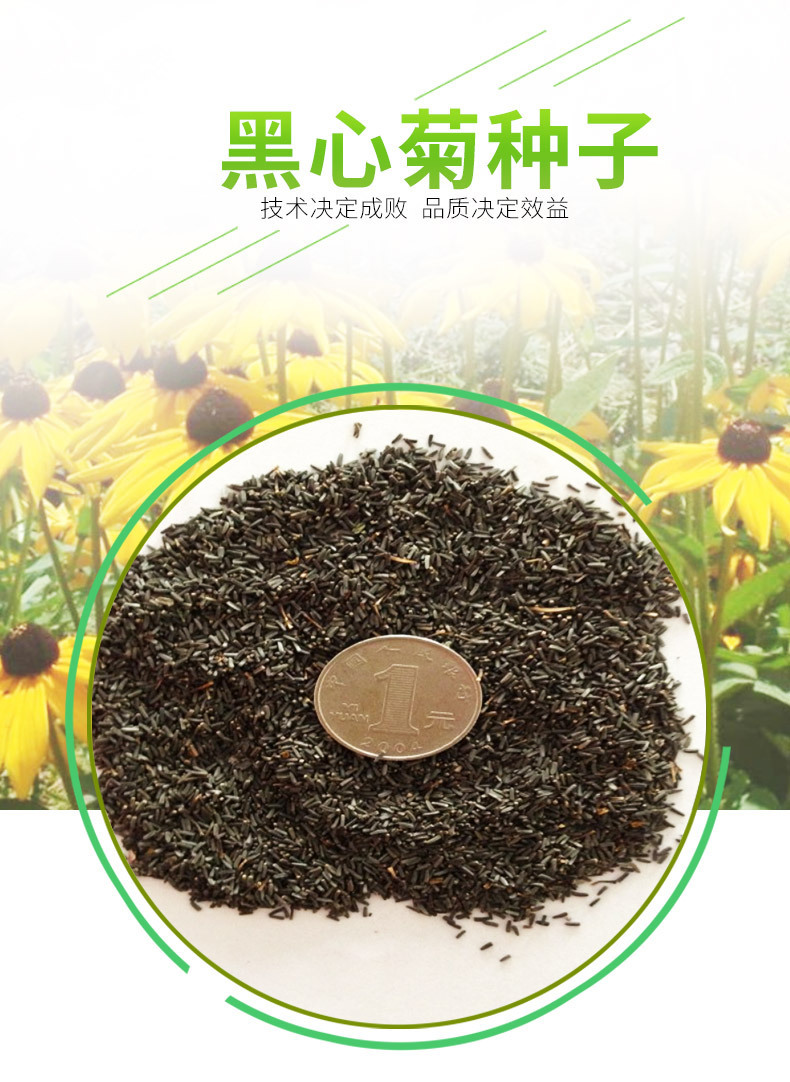 厂家批发花卉种子 公园景观花海黑心菊种子 家庭盆栽黑心菊种子