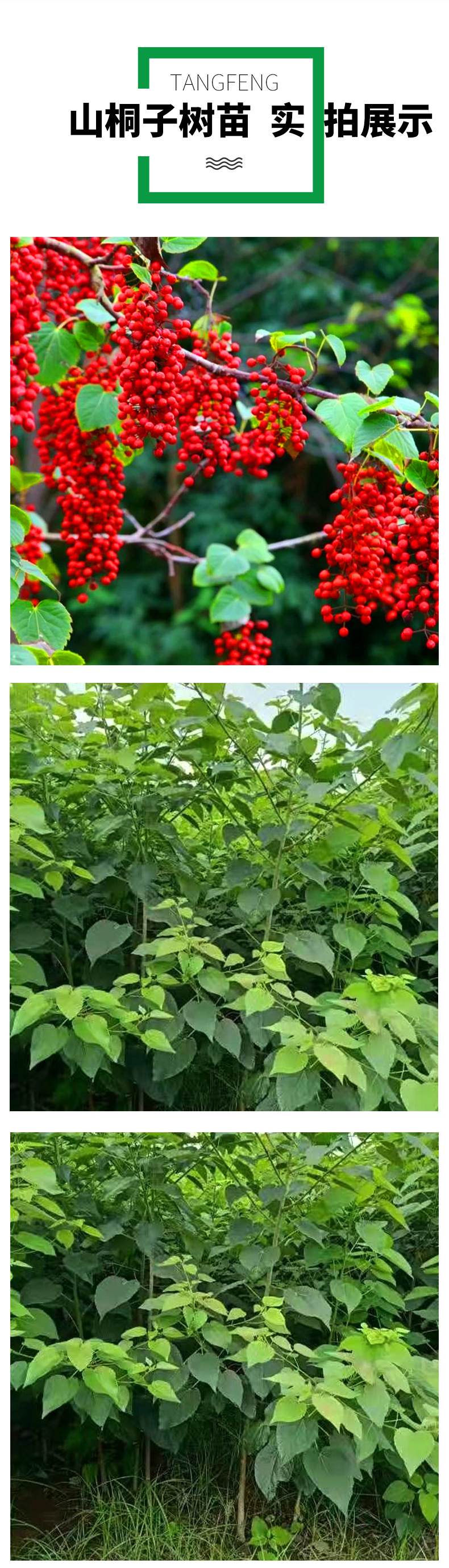 基地批发山桐子小苗 山桐子树苗 荒山湿地护坡造林苗木