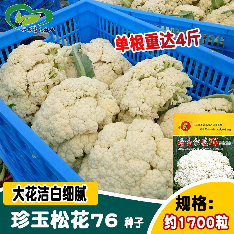 珍玉松花76白菜花种子 农田菜园口感甜脆春秋中熟青梗松花菜籽