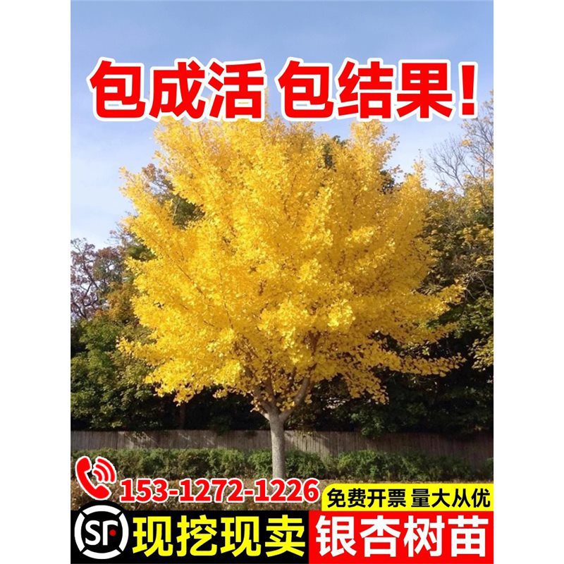 金叶银杏树苗白果活苗庭院别墅绿化苗木行道树银杏大树南北方种植