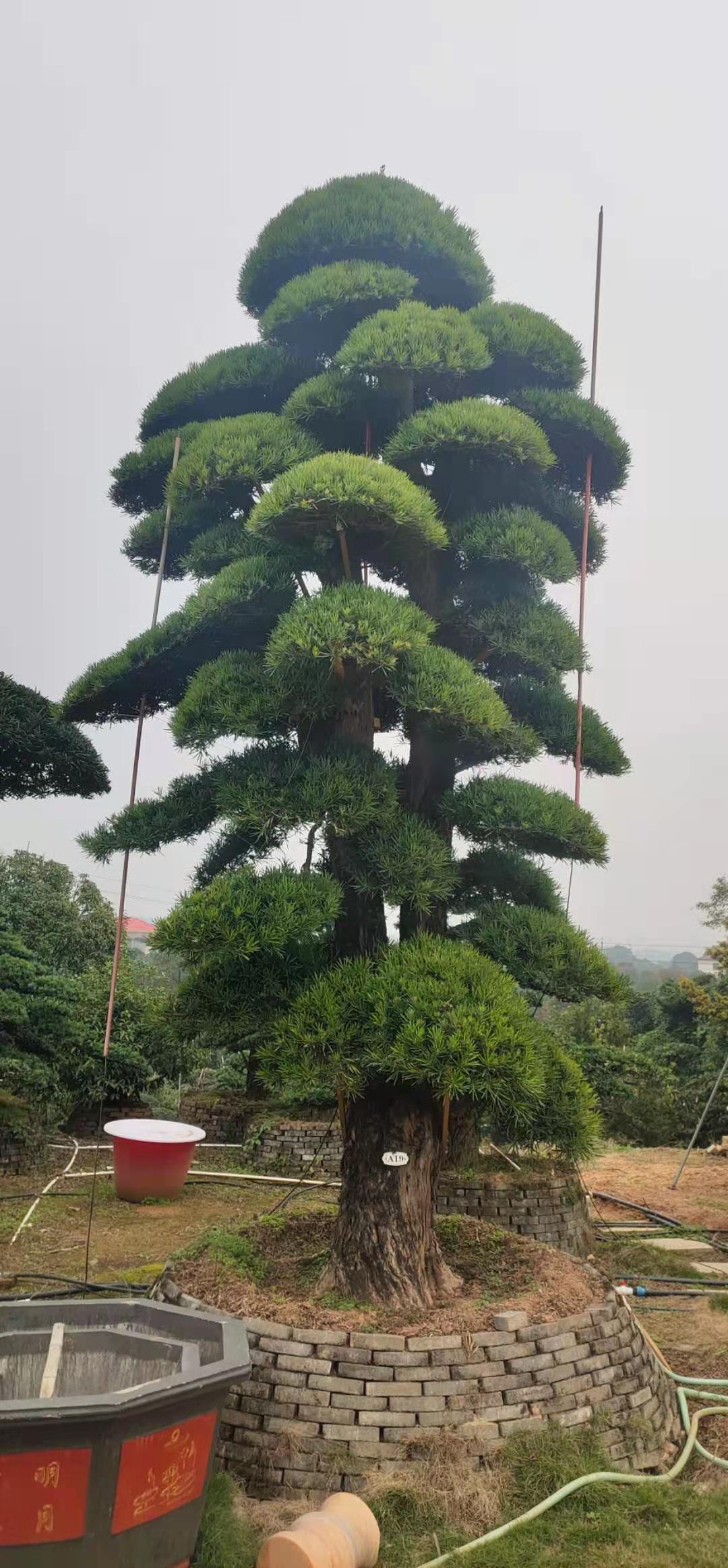 精品罗汉松造型树园林工程绿化行道庭院树 规格齐全湖南基地直销