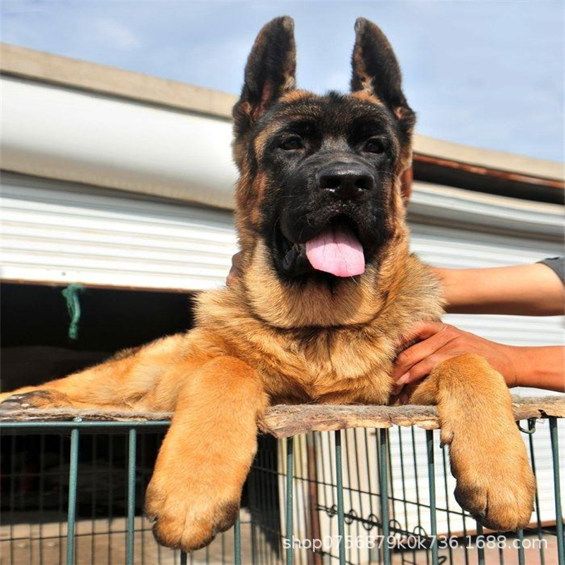 出售纯正德牧幼犬活体弓背德国牧羊犬锤系德牧看家护院疫苗齐全