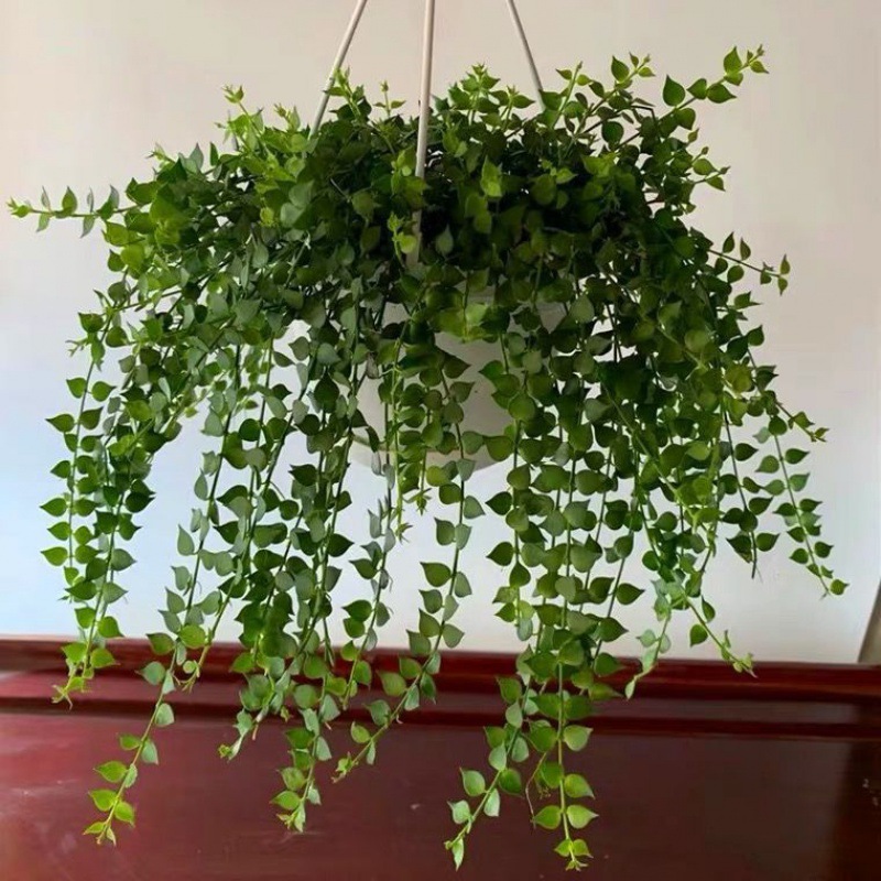 百万心吊兰植物常青盆栽爱心兰室内阳台多肉串钱绿植耐垂吊藤蔓